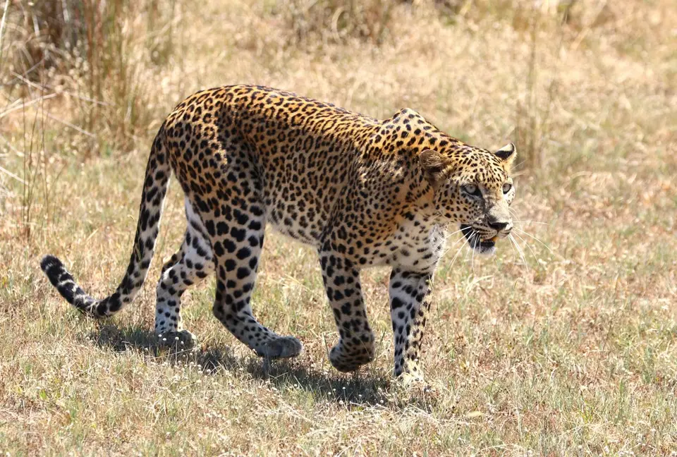 SriLanka0601.JPG