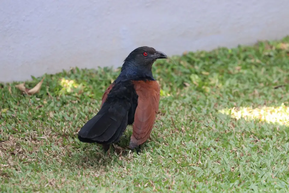 SriLanka289.JPG