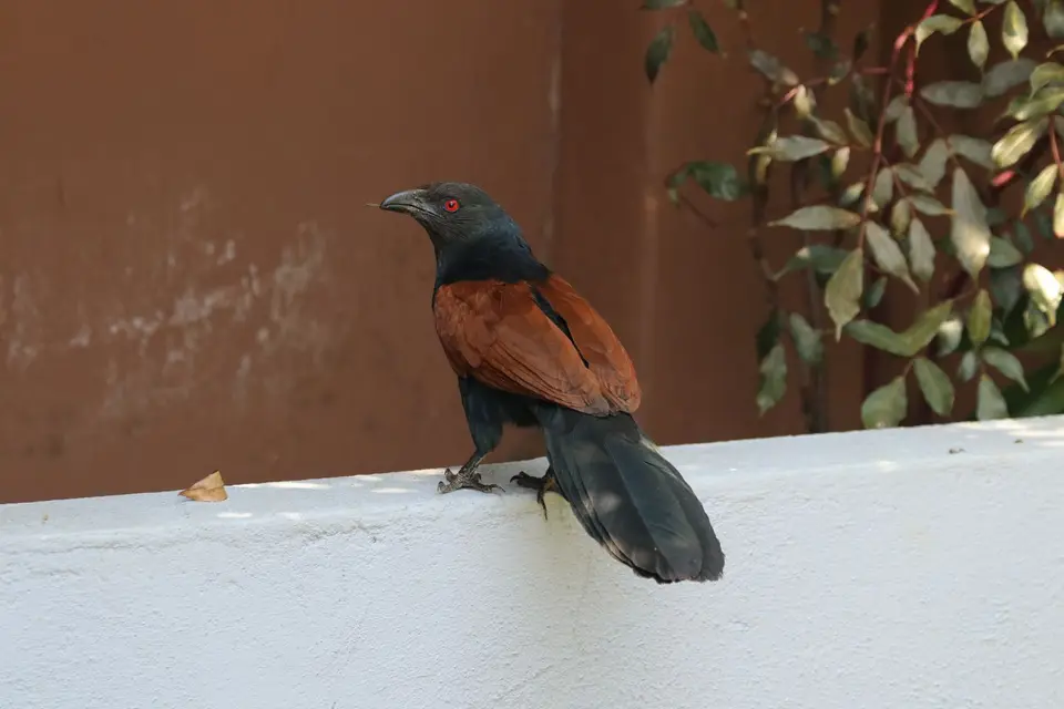 SriLanka290.JPG