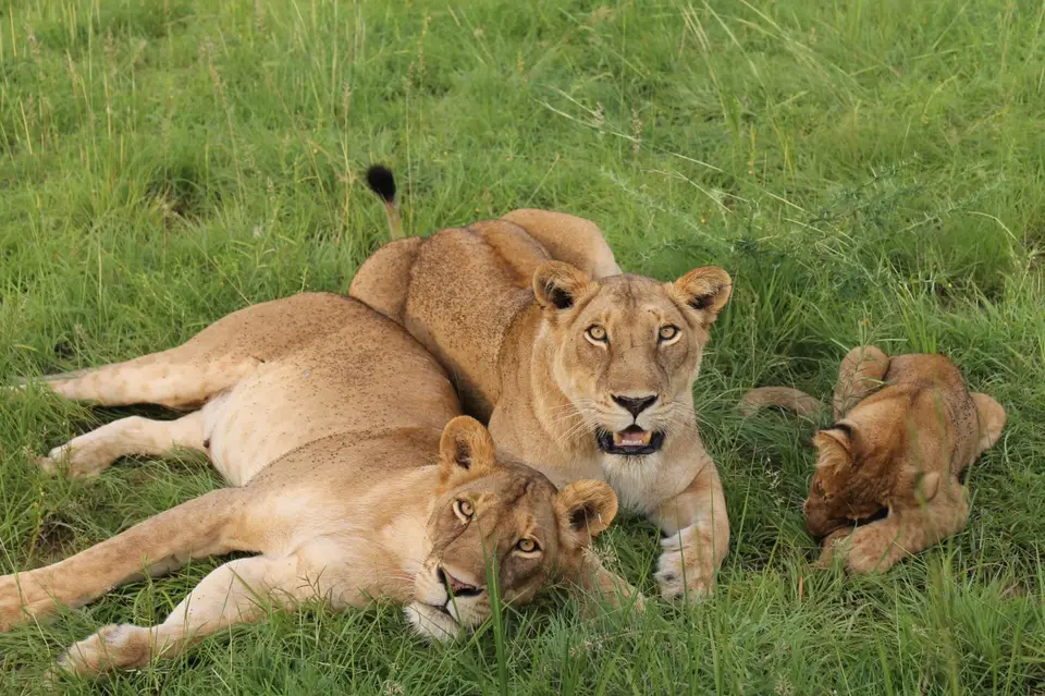 Lions12.jpeg