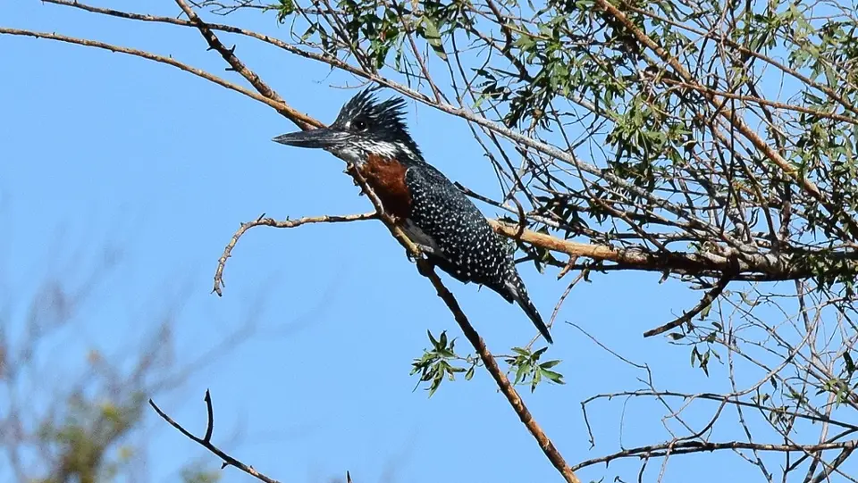 DSC_9010.jpg