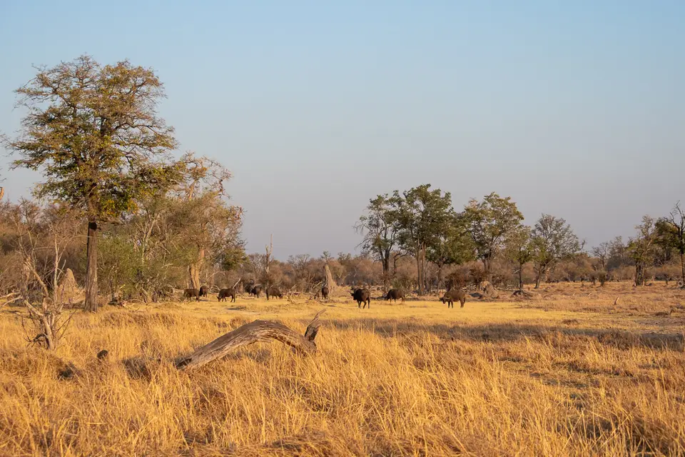 Botswana2019_0159_PB190778.jpg
