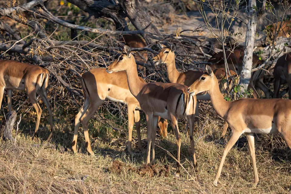 Botswana2019_0163_PB190787.jpg