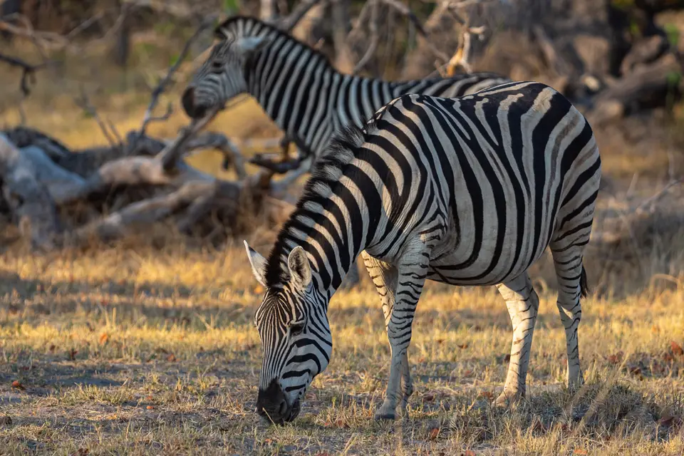 Botswana2019_0165_PA199166.jpg