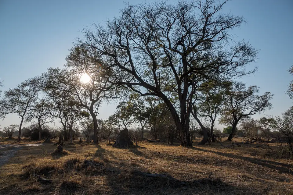 Botswana2019_0166_DSC02238.jpg