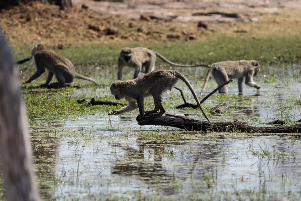 Botswana2019_0196_PA199325.jpg