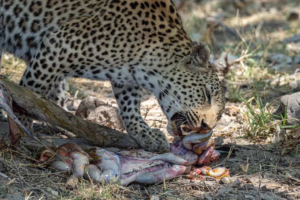 Botswana2019_0208_PA199514.jpg