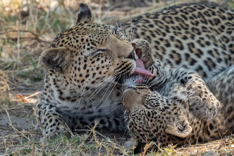 Botswana2019_0217_PA199744.jpg