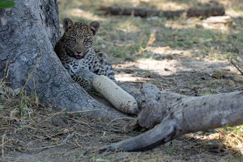 Botswana2019_0225_PB191286.jpg