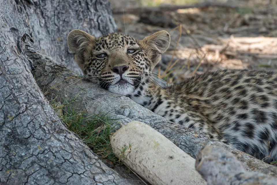 Botswana2019_0227_DSC02856.jpg