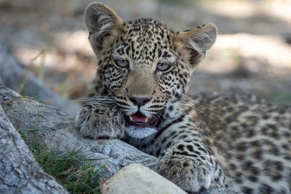 Botswana2019_0228_PA190024.jpg