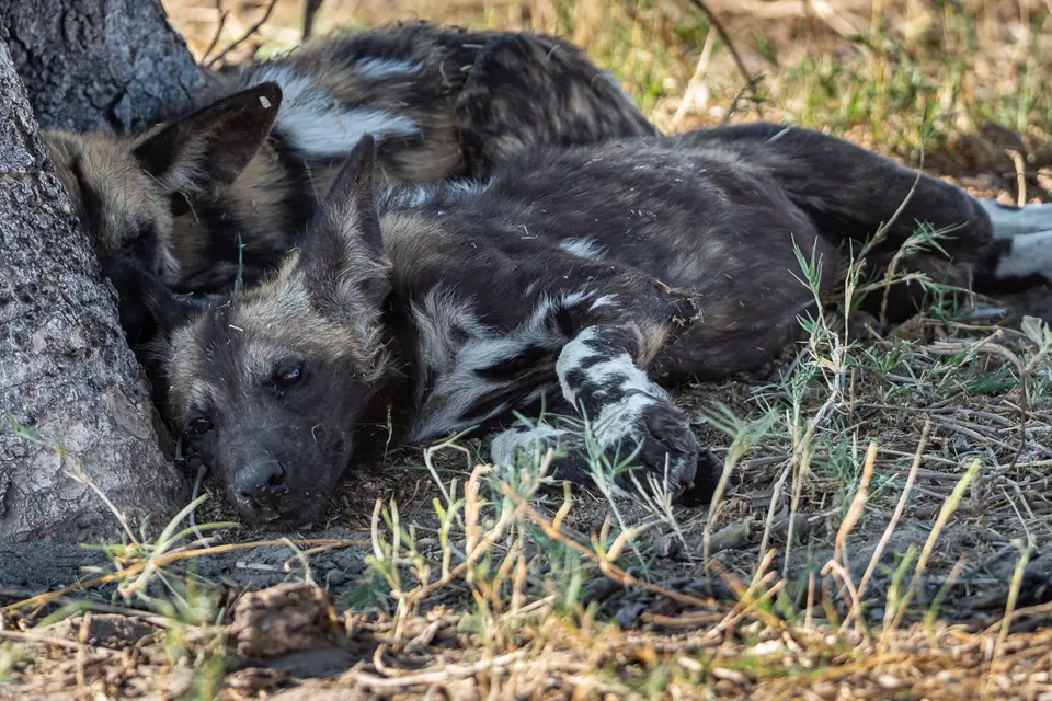 Botswana2019_0247_PA190052.jpg