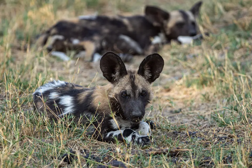 Botswana2019_0253_PA190130.jpg