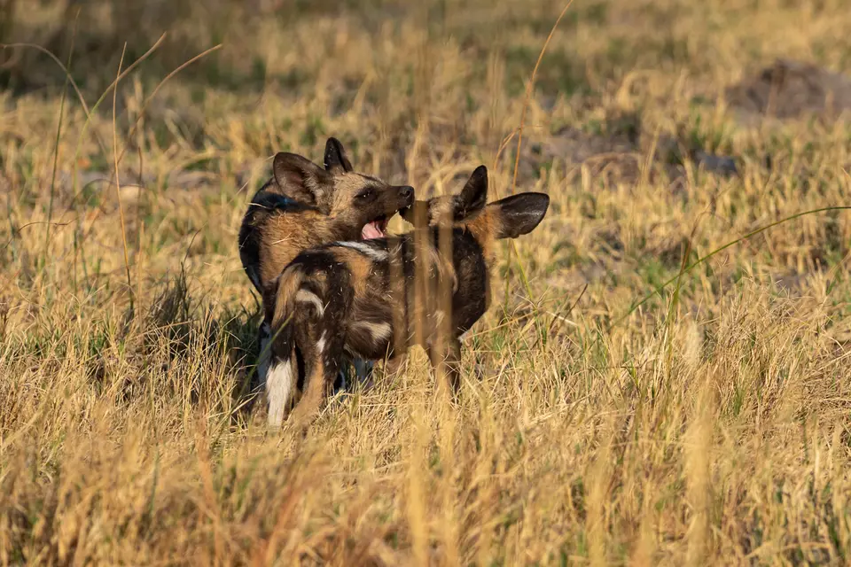 Botswana2019_0255_PA190264.jpg