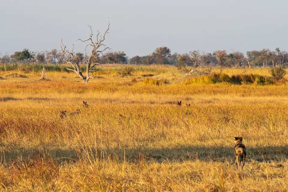 Botswana2019_0261_PB191486.jpg