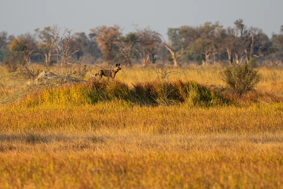 Botswana2019_0262_PA190369.jpg