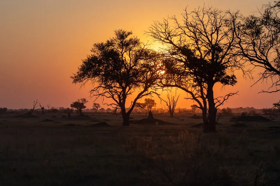 Botswana2019_0271_PB191524.jpg