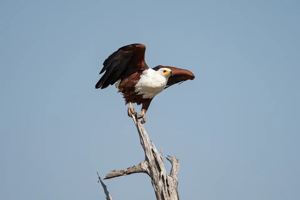 Botswana2019_0331_PA200605.jpg