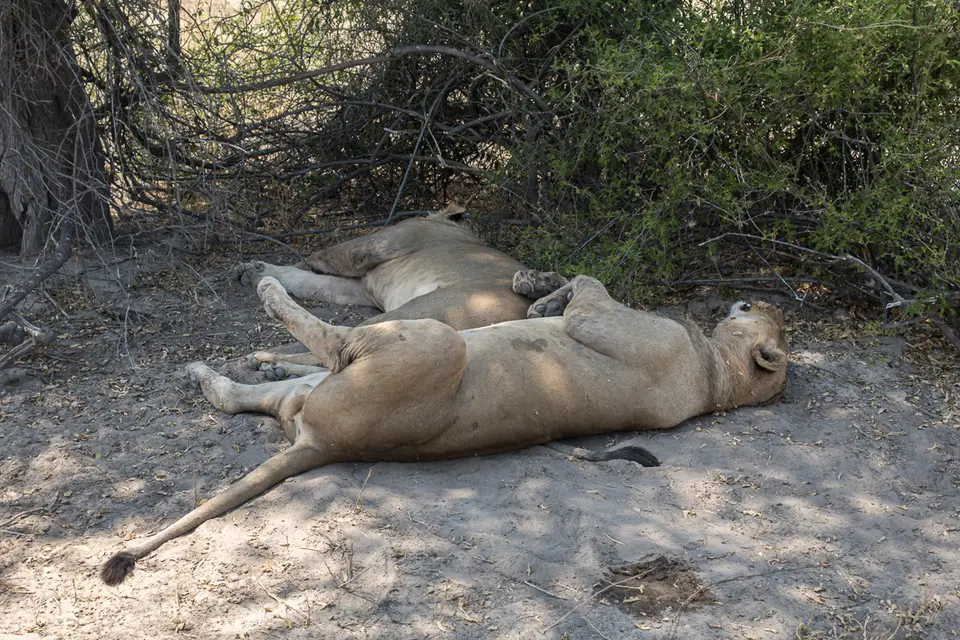 Botswana2019_0369_RX_00397.jpg