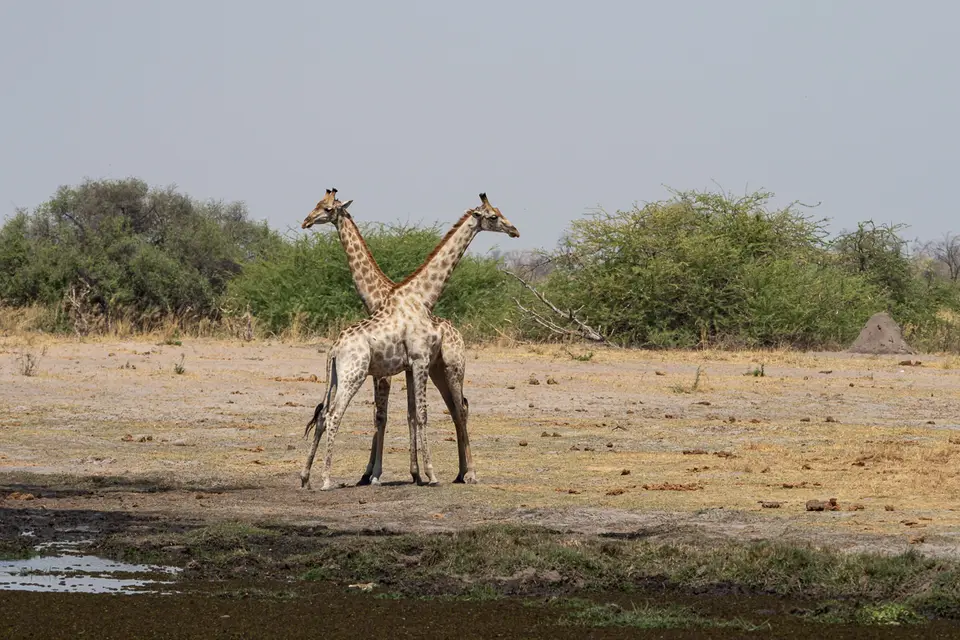 Botswana2019_0390_PB201958.jpg