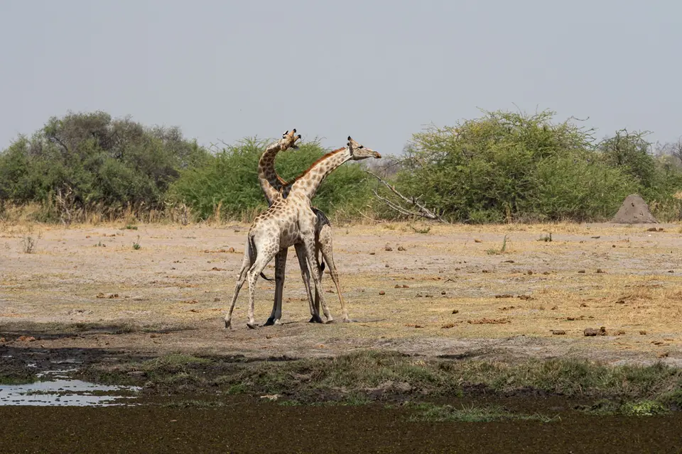 Botswana2019_0392_PB201961.jpg