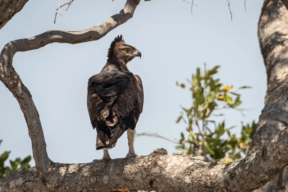 Botswana2019_0400_PA201195.jpg