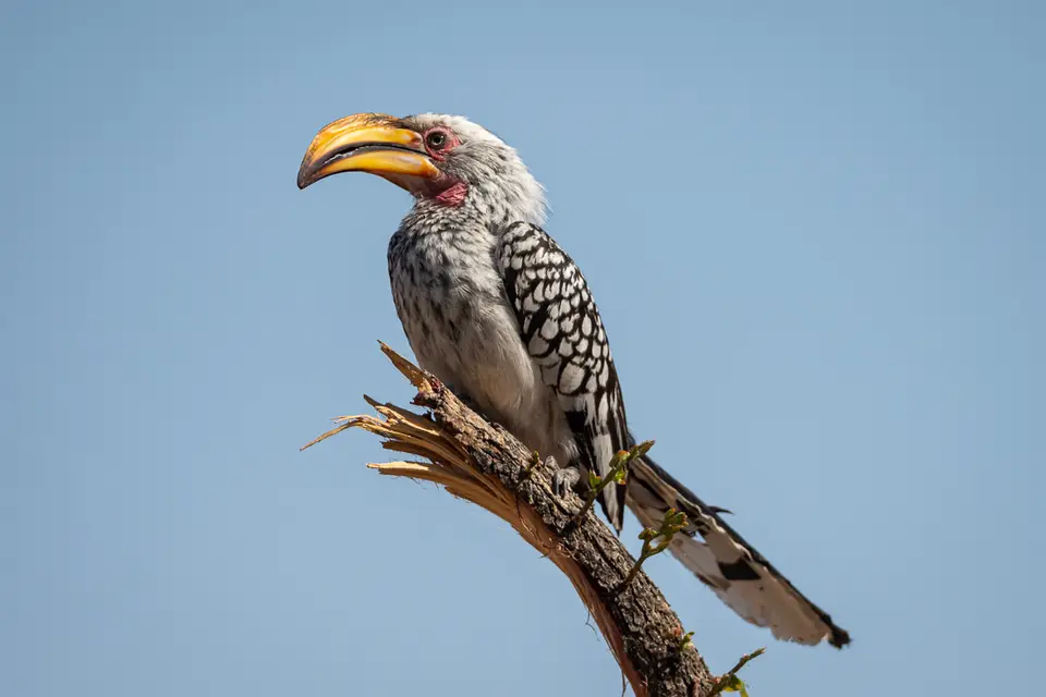 Botswana2019_0405_PA201209.jpg