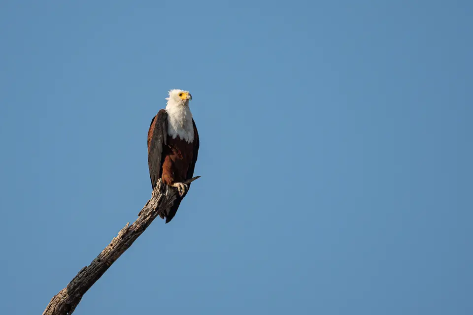 Botswana2019_0450_PA211308.jpg