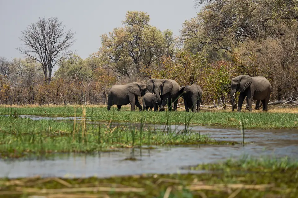 Botswana2019_0540_PB212478.jpg