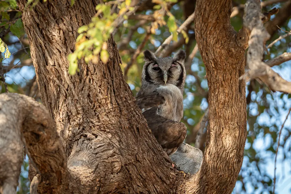 Botswana2019_0563_PA211813.jpg