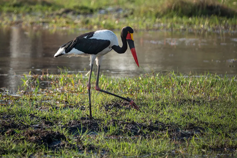 Botswana2019_0564_PA211824.jpg