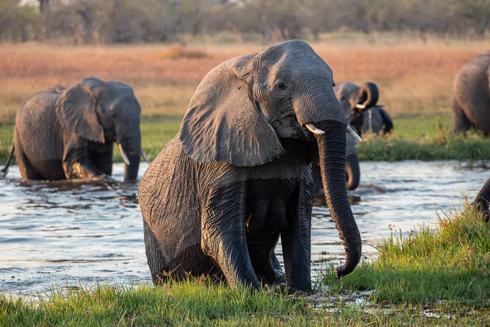 Botswana2019_0583_PB212684.jpg