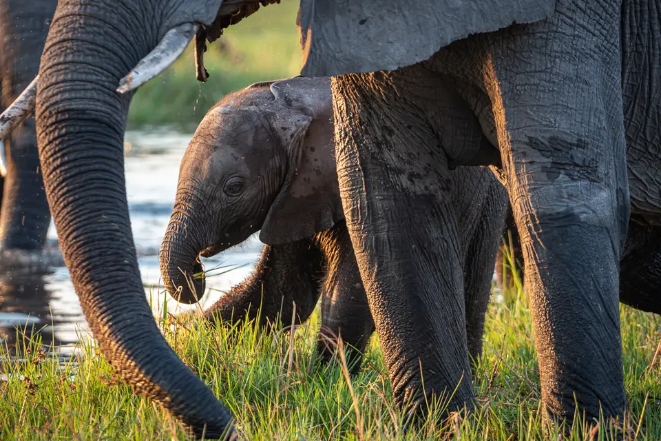 Botswana2019_0587_PA211936.jpg