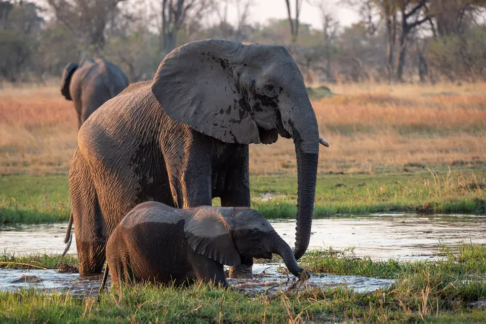 Botswana2019_0588_PB212703.jpg