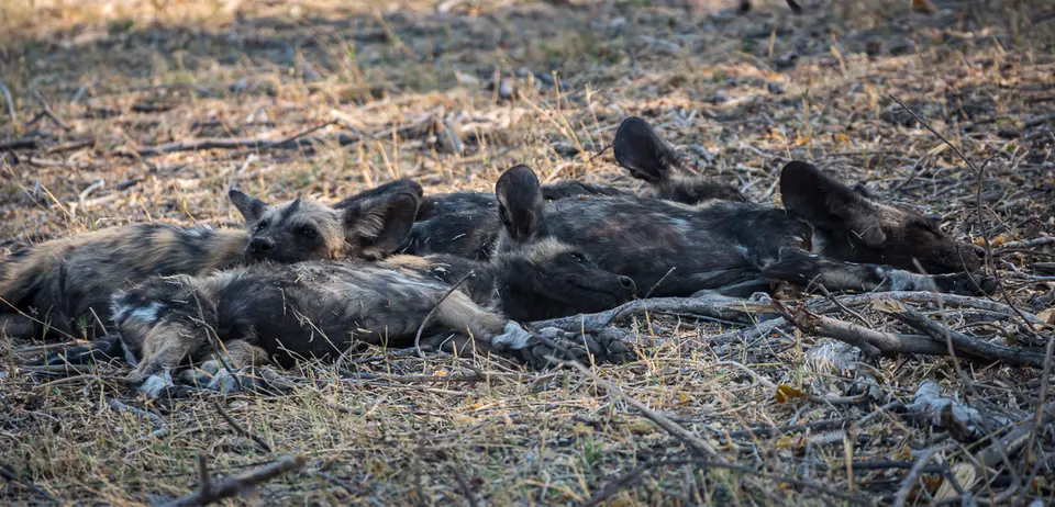 Botswana2019_0627_DSC04379-Pano.jpg