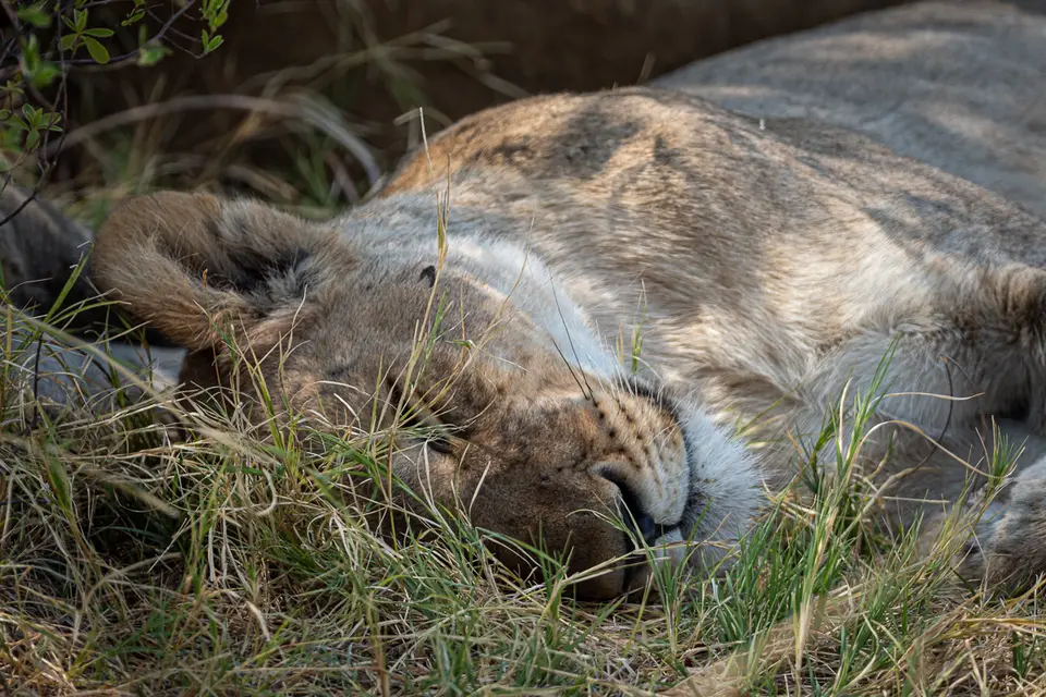 Botswana2019_0651_PA222174.jpg