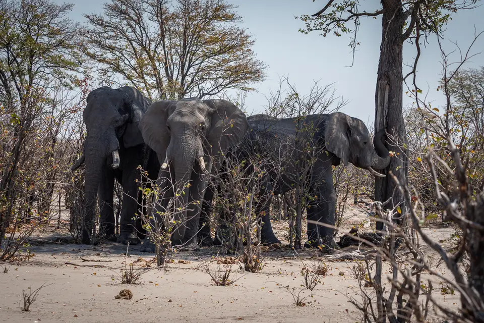 Botswana2019_0682_PB223017.jpg