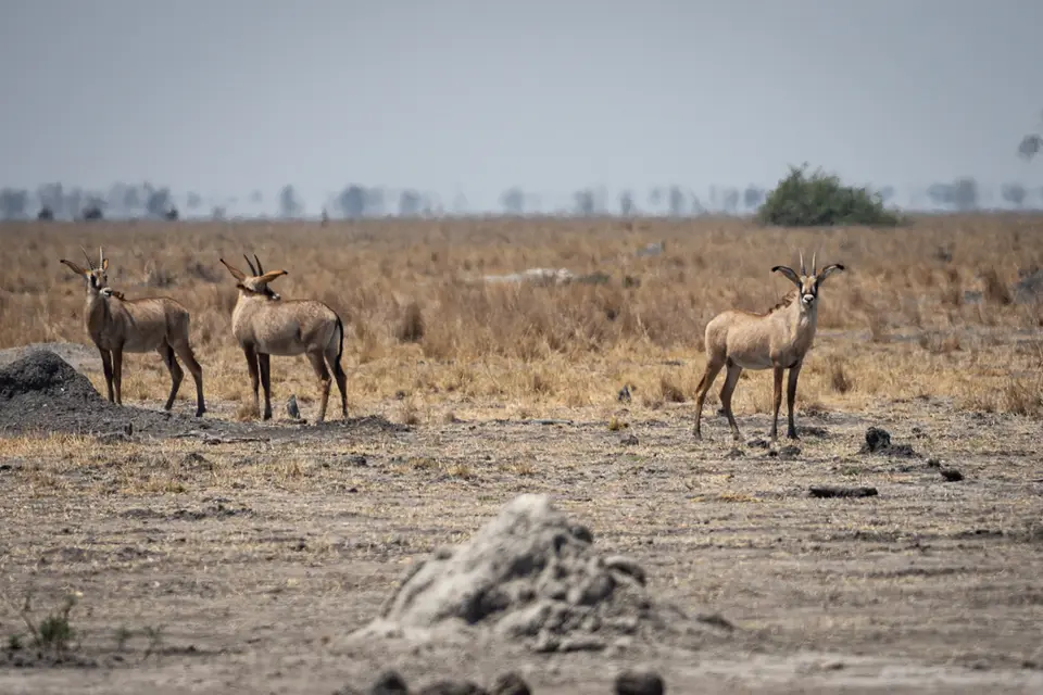 Botswana2019_0683_PA220383.jpg