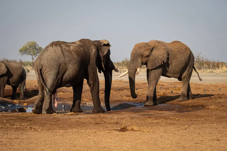 Botswana2019_0698_PB223058.jpg
