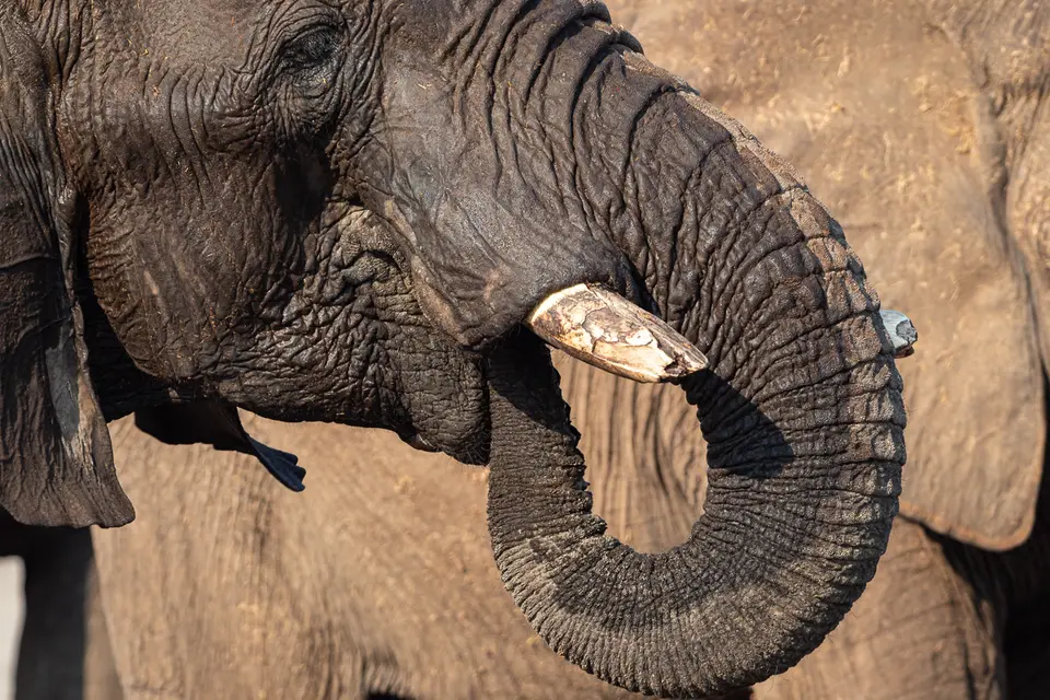 Botswana2019_0700_PA220406.jpg