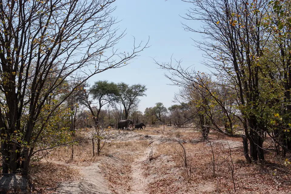 Botswana2019_1283_DSC01883.jpg