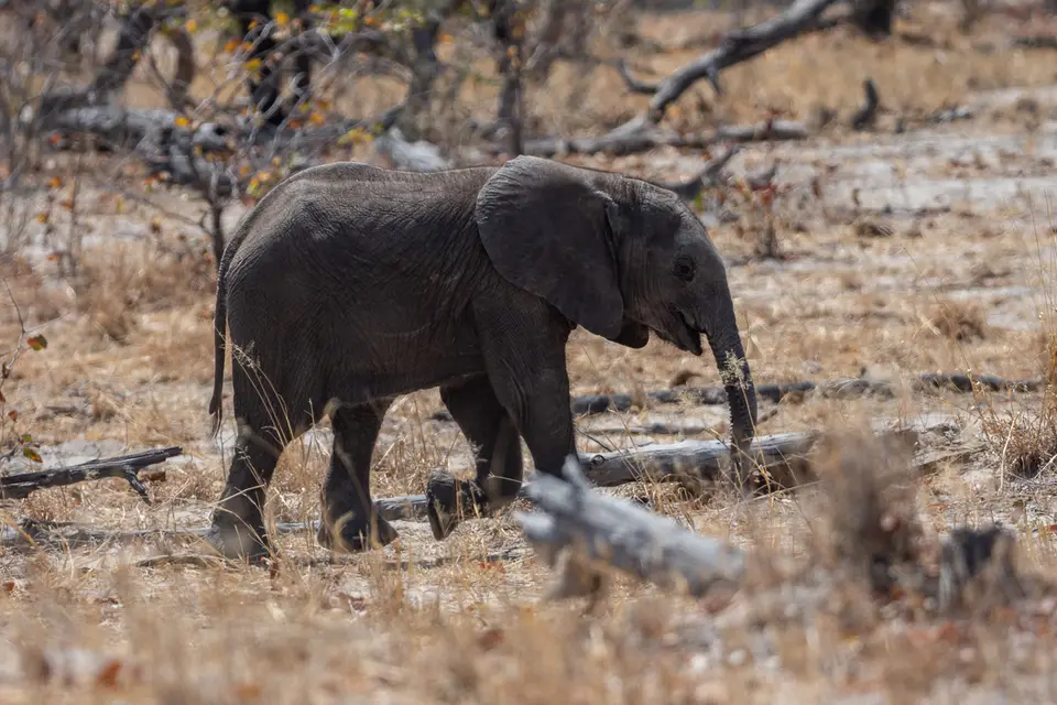 Botswana2019_1284_PA188864.jpg