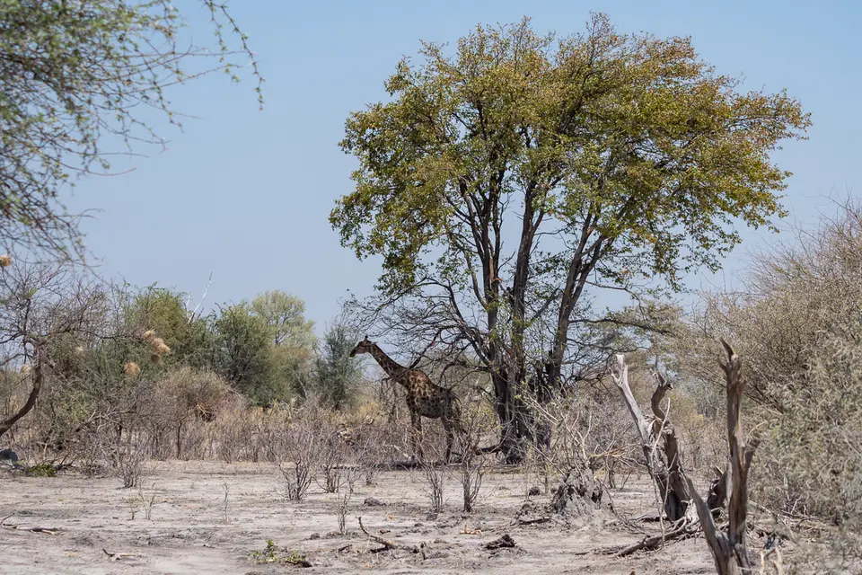 Botswana2019_1285_PB180554.jpg