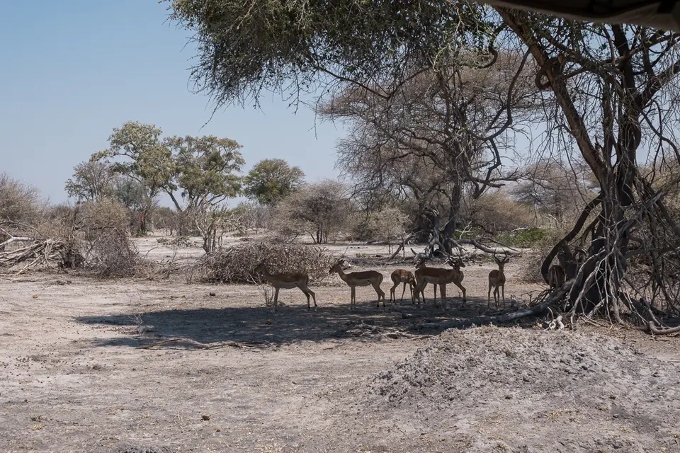 Botswana2019_1286_DSC01889.jpg