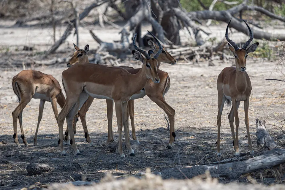 Botswana2019_1287_PB180560.jpg