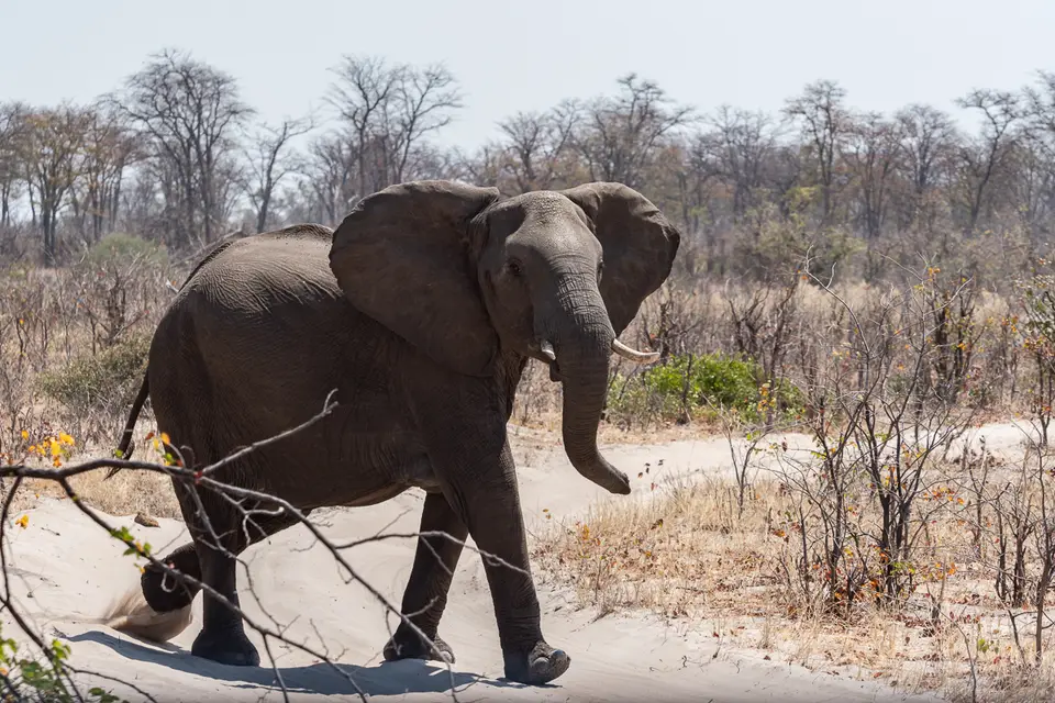 Botswana2019_1291_PB180572.jpg