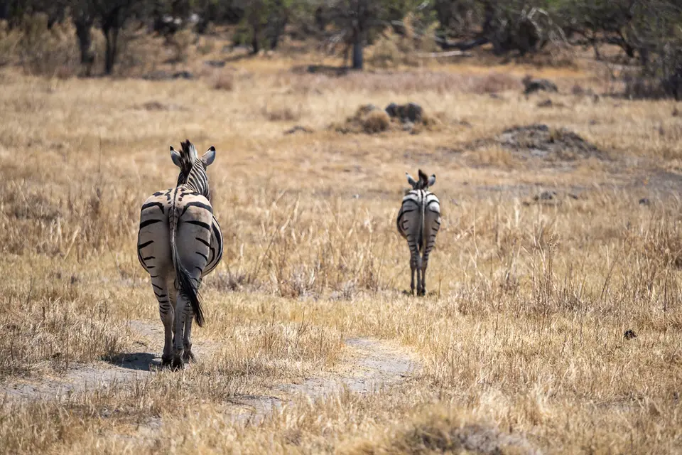 Botswana2019_1299_PB180586.jpg