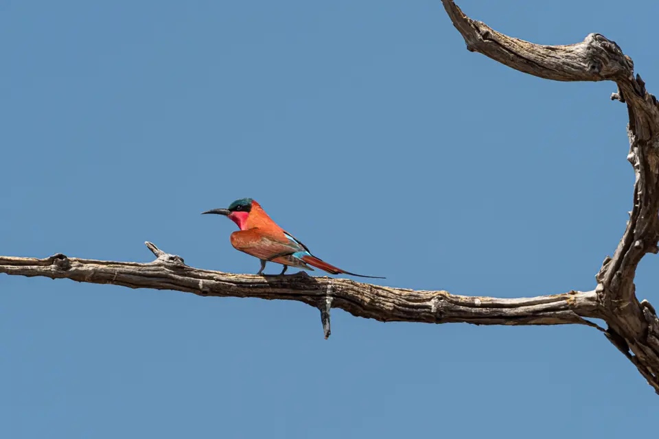 Botswana2019_1301_PA188908.jpg