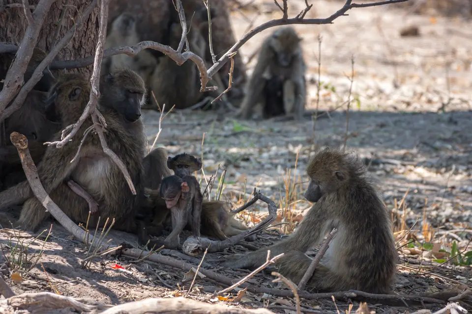 Botswana2019_1303_DSC01937.jpg