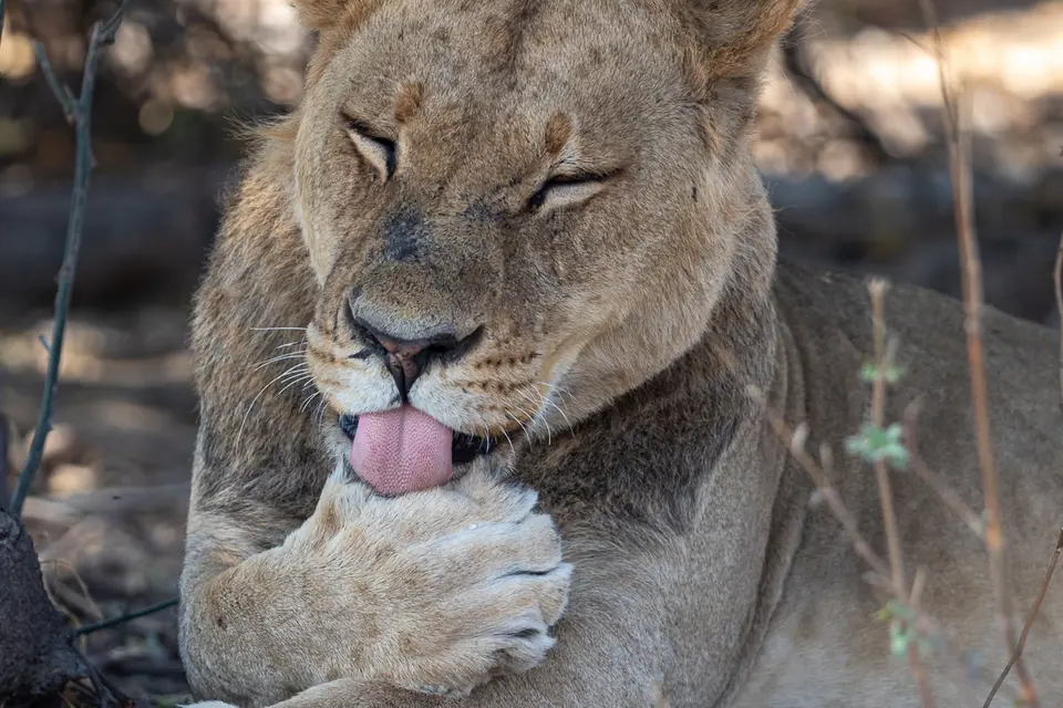 Botswana2019_1316_PA189017.jpg
